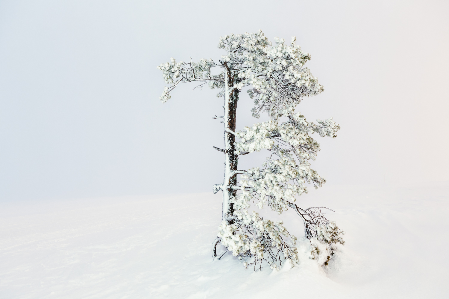 Arctic Trees